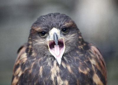 Guest Photo Guest Photo