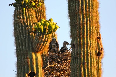 Thank you to Joanne Black for sending this fabulous photo of three baby Harris hawks in Scottsdale, Arizona. Thank you to Joanne Black for sending this fabulous photo of three baby Harris hawks in Scottsdale, Arizona.