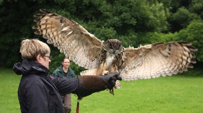 Dingle looks huge as he lands on Laurel Onfrichuk when she flew him with us recently. Dingle looks huge as he lands on Laurel Onfrichuk when she flew him with us recently.