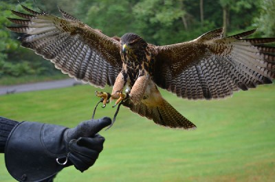Steve Armstrong & Kylie Begg sent this fabulous photo of Inca landing. Steve Armstrong & Kylie Begg sent this fabulous photo of Inca landing.