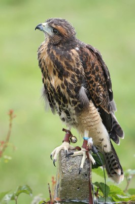 Inca, at 8 and a half weeks old!! Flying free already (only just!!), tends to scare easily and the others seem to pick on her if we don't look out for her! Inca, at 8 and a half weeks old!! Flying free already (only just!!), tends to scare easily and the others seem to pick on her if we don't look out for her!
