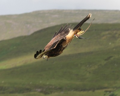 Inca stooping. We have all got very attached to little Inca, our small Peruvian female Harris hawk, she is very talkative and sees no reason to stop while stooping!! Inca stooping. We have all got very attached to little Inca, our small Peruvian female Harris hawk, she is very talkative and sees no reason to stop while stooping!!