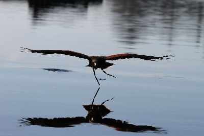 Killary is making progress as he flies lower and lower over the lake in our efforts to re-create the Ladyhawke film scene where the hawk flies low over the water. Killary is making progress as he flies lower and lower over the lake in our efforts to re-create the Ladyhawke film scene where the hawk flies low over the water.