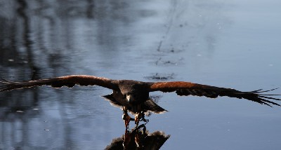 Training complete! Killary flies so low that his talon tips drag through the lake as he flies across! Training complete! Killary flies so low that his talon tips drag through the lake as he flies across!