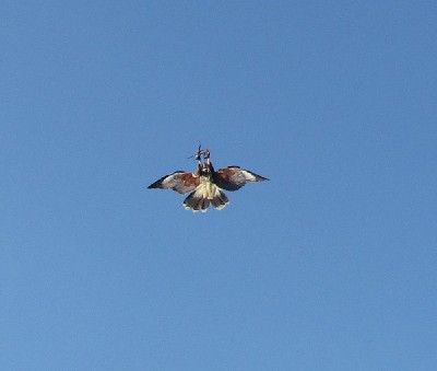 What a great photo of Wilde climbing up and tipping upside down to catch a piece of meat we have thrown up for him. Audra Dalton & Leah Macdonald somehow managed to capture this moment during their recent Hawk Walk. What a great photo of Wilde climbing up and tipping upside down to catch a piece of meat we have thrown up for him. Audra Dalton & Leah Macdonald somehow managed to capture this moment during their recent Hawk Walk.