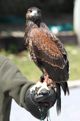 Maya at 9 weeks old, the big female, she discovered some moss on a stone today and spent a happy ten minutes plucking it. Then she spotted a red squirrel and spent a happy ten minutes watching that. She didn't think it important that we were asking her to fly to us for a food reward and reckoned we could wait! Maya at 9 weeks old, the big female, she discovered some moss on a stone today and spent a happy ten minutes plucking it. Then she spotted a red squirrel and spent a happy ten minutes watching that. She didn't think it important that we were asking her to fly to us for a food reward and reckoned we could wait!