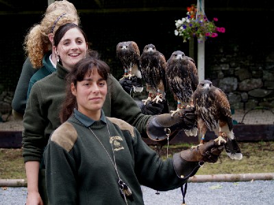 A group photo of the newly named baby Harris hawks:- Stoker, Joyce, Wilde & Swift! A group photo of the newly named baby Harris hawks:- Stoker, Joyce, Wilde & Swift!