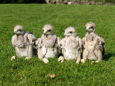 Four bundles of trouble!!! Four bundles of trouble!!!