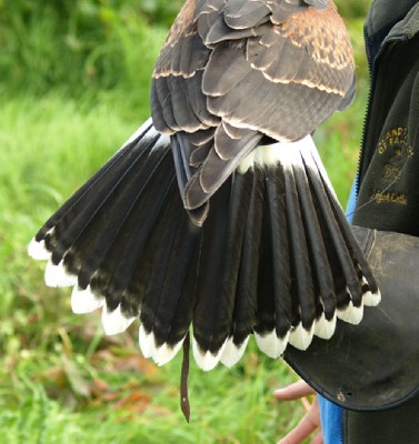 Joyces tail close up - There is something unusual about her tail, any guesses? Joyces tail close up - There is something unusual about her tail, any guesses?