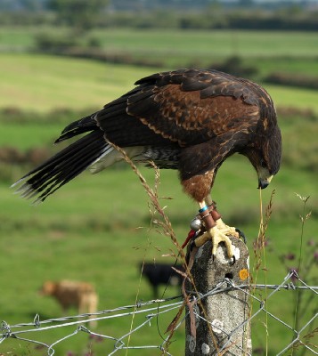She is easily distracted when she should be hunting! She is easily distracted when she should be hunting!