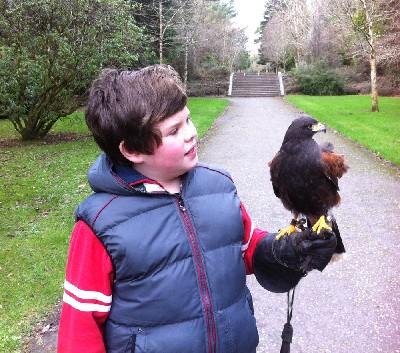 Adam Hynes flying Fomhar recently. Adam has taken a Hawk Walk with us many times and is becoming something of a young expert! Adam Hynes flying Fomhar recently. Adam has taken a Hawk Walk with us many times and is becoming something of a young expert!