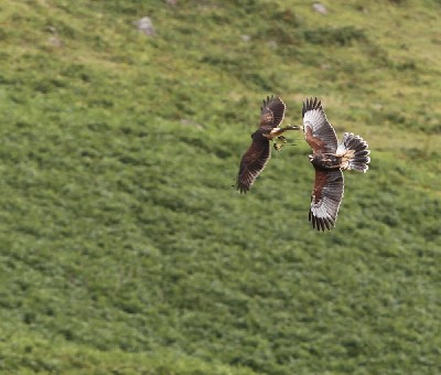 Maya & Inca play-fighting to improve their fitness and flying and hone their hunting skills. Maya & Inca play-fighting to improve their fitness and flying and hone their hunting skills.