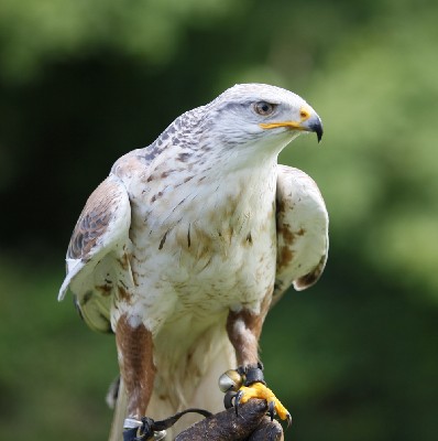 Reg, our 21 yr old Ferruginous hawk outdid himself when his altimeter told us he had reached 4,589 feet!!! Reg, our 21 yr old Ferruginous hawk outdid himself when his altimeter told us he had reached 4,589 feet!!!