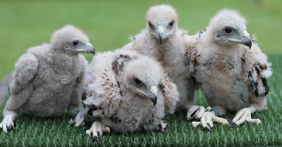 The class of 2012!!! Our four new babies have arrived. The class of 2012!!! Our four new babies have arrived.