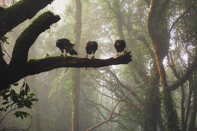 Three of our male Harris hawks by Misty Sheriff Three of our male Harris hawks by Misty Sheriff