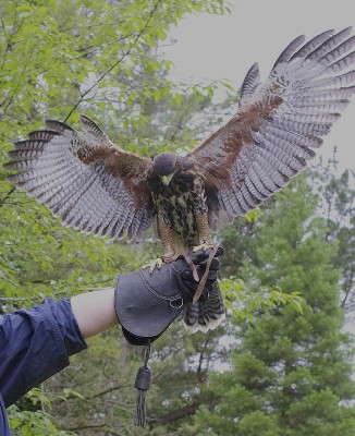 Aztec on his first ever Hawk Walk!!! Thank you to Patrick Daniel for this great photo of Aztec as his wife, Kathryn, flew him on his first Hawk Walk just the other day. Aztec on his first ever Hawk Walk!!! Thank you to Patrick Daniel for this great photo of Aztec as his wife, Kathryn, flew him on his first Hawk Walk just the other day.