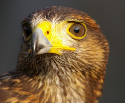 Thank you very much to Marianne MacDonald and Elizabeth Rose for this brilliant close-up of beautiful Joyce. Thank you very much to Marianne MacDonald and Elizabeth Rose for this brilliant close-up of beautiful Joyce.