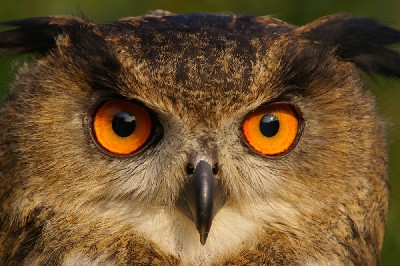 Marianne MacDonald and Elizabeth Rose took this outstanding photo of Dingle after their recent Hawk Walk. What a stunning photograph. Marianne MacDonald and Elizabeth Rose took this outstanding photo of Dingle after their recent Hawk Walk. What a stunning photograph.
