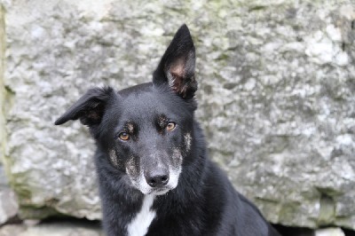 Sox, belonging to Mark (a.k.a. Holmes to us!). We are missing them both, but they will be back again next summer. Sox, belonging to Mark (a.k.a. Holmes to us!). We are missing them both, but they will be back again next summer.