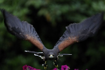 Wow, thank you to Drew Braun and James Monegan for this brilliant photo of Uisce flying, it is one of the best photos we have ever seen. Wow, thank you to Drew Braun and James Monegan for this brilliant photo of Uisce flying, it is one of the best photos we have ever seen.