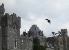 Mike Fry took this great photo of Beckett on the soar at Ashford Castle in the middle of Mike\'s Hawk Walk where he was flying Beckett.