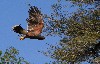 Mark & Sharon Gottlieb took this great photo of Beckett in flight while they flew him during their recent Hawk Walk with us.