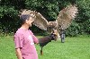 Art Murphy flying Dingle our owl recently.