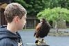 I love this photo of Garrett Hardin meeting his hawk before flying, clearly Beckett has a lot to say to him!