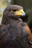 Laurence Seigal took this fabulous close up of Joyce from his recent Hawk Walk with us.