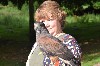 Thank you to Gary Sartain for this great photo of Teresa Sartain flying wonderful Andes, our little male Peruvian Harris hawk. Teresa & Andes got on very well.