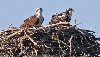 Dino & Rhonda Genova sent this great photo of the Ospreys that nest on a platform that they built especially for them in their local area. Absolutely fantastic birds.