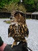 Thank you to Susan Payard for this great photo of beautiful Dingle, our wonderful 18 yr old Eurasian Eagle Owl.