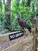 I love this photo from Andree Benson of Andes, he knows that the No Entry sign does not apply to him! Andree flew Andes with Tommy (the only falconer here who can fly Andes) during her recent Hawk Walk with us.