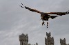 This fabulous photo of Stoker flying high at the castle was taken by Thomas & Laura Pilz when they flew him just the other day.