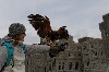 Laura Pilz flying Stoker in front of the castle during her recent Hawk Walk, Thomas Pilz took this great photo.