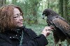 Here is Patty Kelley flying wonderful Putog on her first ever public Hawk Walk. Patty was the first person, other than ourselves, to fly young Putog - still just a baby at 4 months old. 