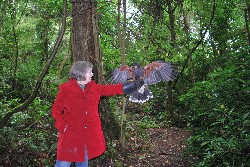 I love this landing shot that Marsha Thomas and her cousin, Phena, captured when they flew Joyce on their recent Hawk Walk with us.