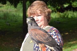 Thank you to Gary Sartain for this great photo of Teresa Sartain flying wonderful Andes, our little male Peruvian Harris hawk. Teresa & Andes got on very well.
