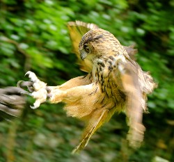 Wendy Hryniw somehow managed to capture this great photo of Dingle in flight, he looks really fast in this photo! I love how far forward he throws his feet before landing.