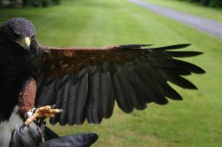 Steve & Emma Lowe took this fabulous photo as Burren comes in to land on them.
