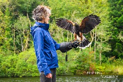 I love this photo that Noel Hilis sent us of Maeve Thornberry flying beautiful Hansel with us recently. We were delighted to welcome Maeve back after first flying hawks with us 10 years ago!