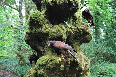 Peter LoJacono & Janna Howley sent this brilliant photo of Earrach, Geimhreadh & Samhradh on one of the magical trees in our woods. Peter LoJacono & Janna Howley sent this brilliant photo of Earrach, Geimhreadh & Samhradh on one of the magical trees in our woods.