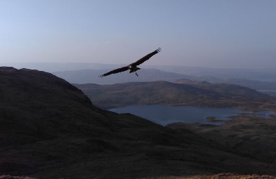 Anya took this amazing photo when we flew 5 of the hawks up on nearby Mount Gable. Anya took this amazing photo when we flew 5 of the hawks up on nearby Mount Gable.