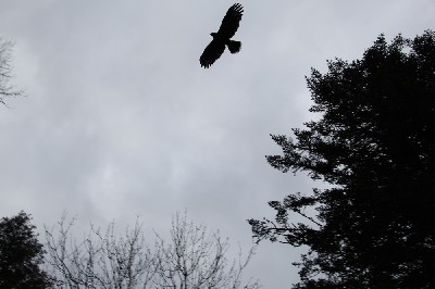 Here is wonderful Aztec, as captured by Jon Bennett during his recent Hawk Walk flying Aztec with us. Aztec is the master of soaring. Here is wonderful Aztec, as captured by Jon Bennett during his recent Hawk Walk flying Aztec with us. Aztec is the master of soaring.