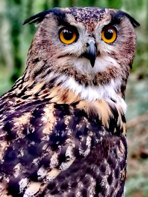 Here he is, the Birthday Boy, 21 years old! Happy Birthday wonderful Dingle. Here he is, the Birthday Boy, 21 years old! Happy Birthday wonderful Dingle.