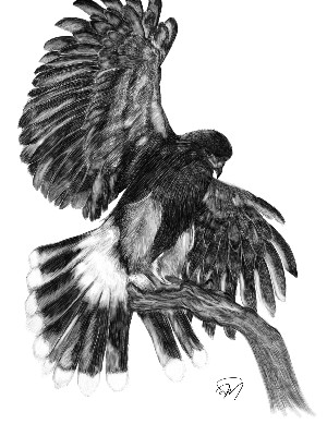 Thank you to Siobhan Murphy for this incredible drawing of wonderful Geimhreadh. Siobhan flew Geimhreadh with us during her Hawk Walk here. Her artwork is amazing and this is her first ever drawing of a hawk! The details are so intricate and Siobhan has really managed to capture him perfectly. Thank you to Siobhan Murphy for this incredible drawing of wonderful Geimhreadh. Siobhan flew Geimhreadh with us during her Hawk Walk here. Her artwork is amazing and this is her first ever drawing of a hawk! The details are so intricate and Siobhan has really managed to capture him perfectly.