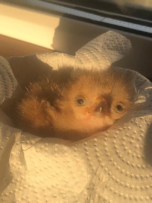 Baby Hazelnut just after hatching! Baby Hazelnut just after hatching!