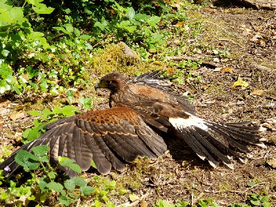 Here is another great photo from Mark & Julie Bolding of Samwise topping up his tan! Mark & Julie flew Frodo & Samwise with us last May. Samwise got distracted by the glorious sunshine, mid Hawk Walk, and decided to sunbathe for a few minutes! Here is another great photo from Mark & Julie Bolding of Samwise topping up his tan! Mark & Julie flew Frodo & Samwise with us last May. Samwise got distracted by the glorious sunshine, mid Hawk Walk, and decided to sunbathe for a few minutes!