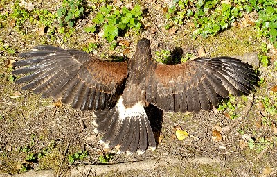 Thank you to Mark & Julie Bolding for these great photos of Samwise sunbathing during their Hawk Walk with us last May. Mark & Julie flew Frodo & Samwise with us and Samwise decided to make the most of the nice weather and top up his Vitamin D! Thank you to Mark & Julie Bolding for these great photos of Samwise sunbathing during their Hawk Walk with us last May. Mark & Julie flew Frodo & Samwise with us and Samwise decided to make the most of the nice weather and top up his Vitamin D!