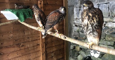 Hobbit babies at 3 months old! Hobbit babies at 3 months old!